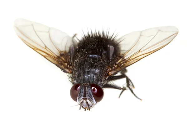 Macro-mosca — Fotografia de Stock