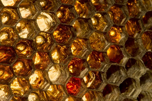 Alveare della vespa delle camere del miele — Foto Stock