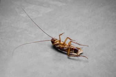 Dead Roach Color Accent clipart