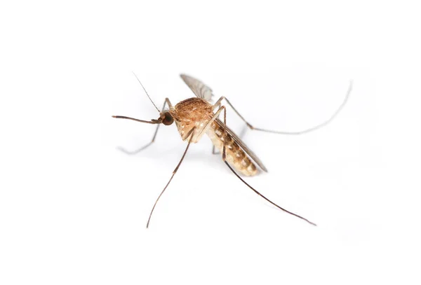 Κουνουπιών υψηλή λεπτομέρεια μακροεντολή — Φωτογραφία Αρχείου
