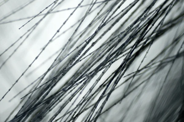 Пташине перо на мікроскоп — стокове фото