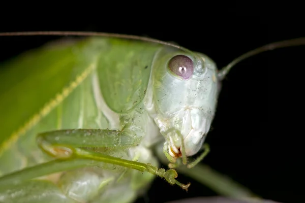 Grasshopper Macro t Night — Stock Photo, Image