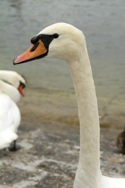 Beyaz Kuğu luzern, İsviçre