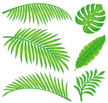 Summer leaf clipart