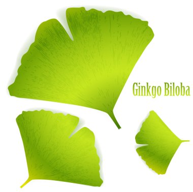 Ginkgo biloba