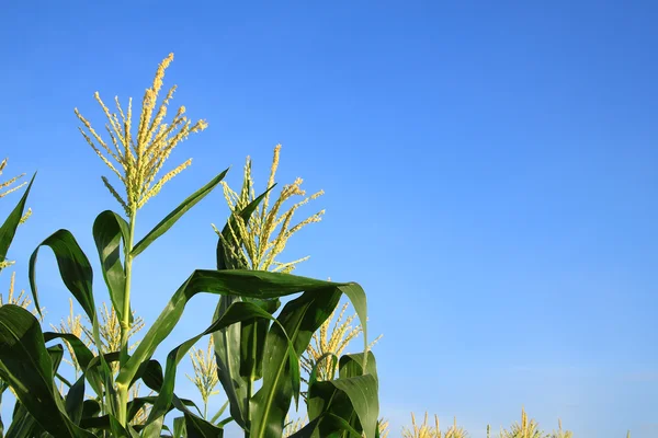 Цветок кукурузы — стоковое фото