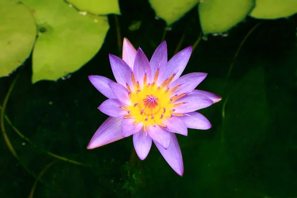 Malá aplikace lotus bloom — Stock fotografie