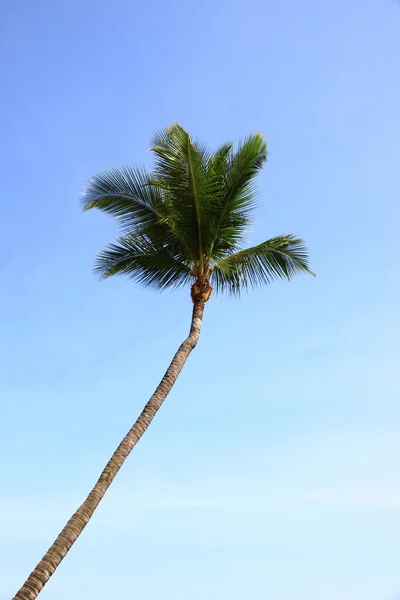 Góry kokosowe — Zdjęcie stockowe