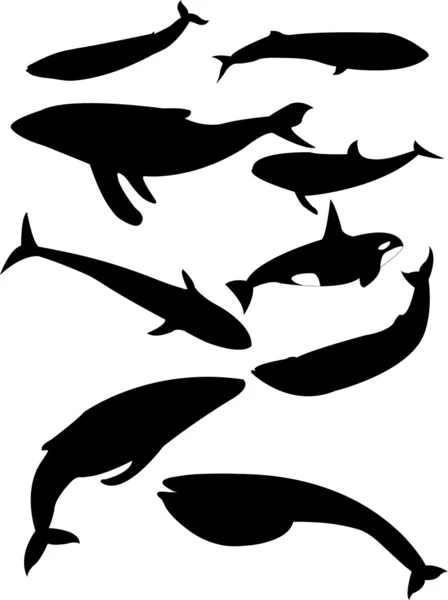 Balene — Vettoriale Stock