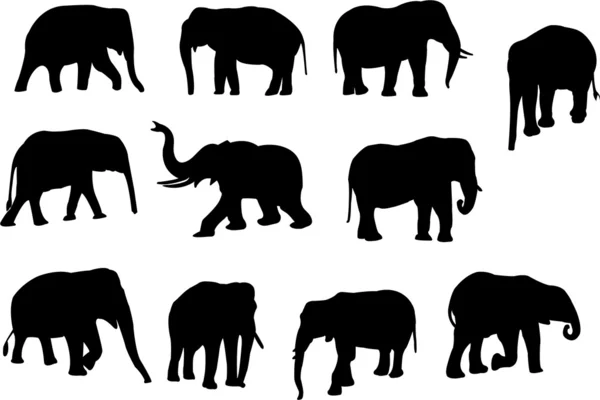 Elefantes — Vetor de Stock