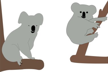 Koalas