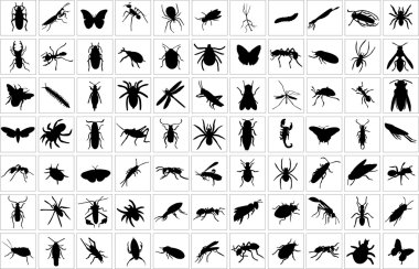 Bugs collection clipart