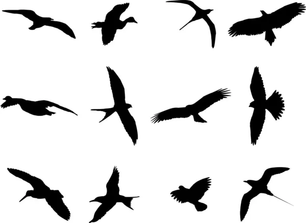 Colección de siluetas de aves — Vector de stock