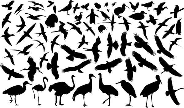 Sylwetka ptaków — Wektor stockowy