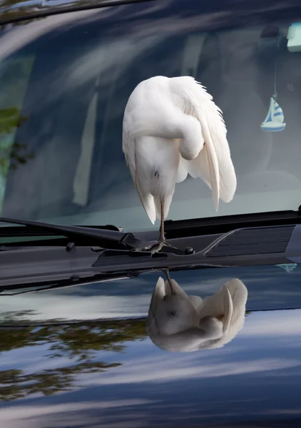 stock image Egret on a Car