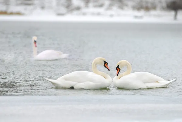 Amor e fidelidade dos cisnes — Fotografia de Stock