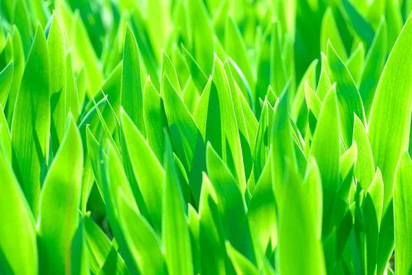 stock image Green leaves background