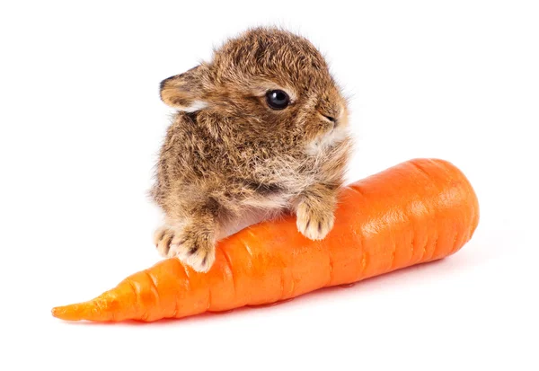 Lapin sauvage à la carotte — Photo