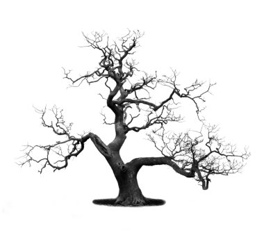 Dead tree clipart