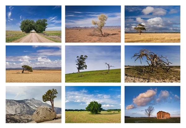 Árboles collage Imagen de archivo