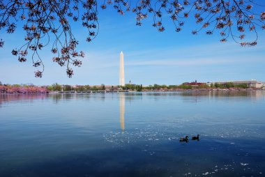 Cherry blossom in Basin lake, Washington DC clipart