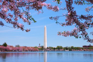 Washington monument and Cherry blossom, Washington DC clipart