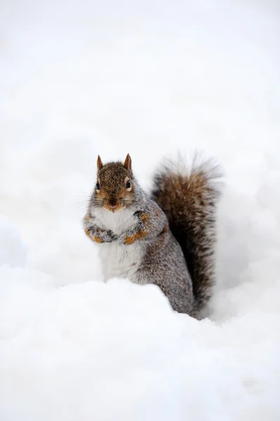 Télen a hó mókus — Stock Fotó