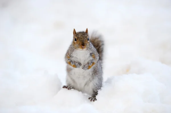 Ardilla con nieve en invierno — Foto de Stock