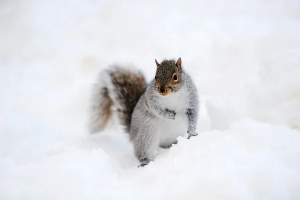 Esquilo com neve no inverno — Fotografia de Stock