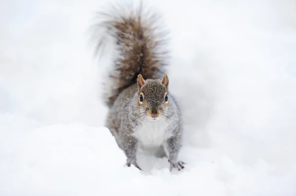 Squirrel with snow in winter — Stock Photo, Image