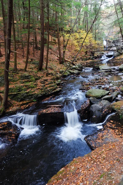 Jesień creek w lesie z liści — Zdjęcie stockowe