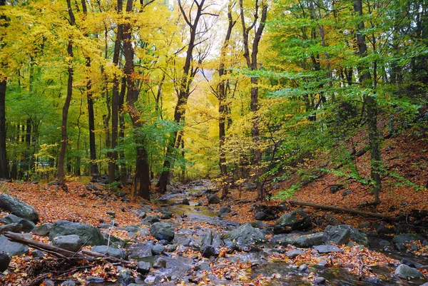 Hösten woods — Stockfoto