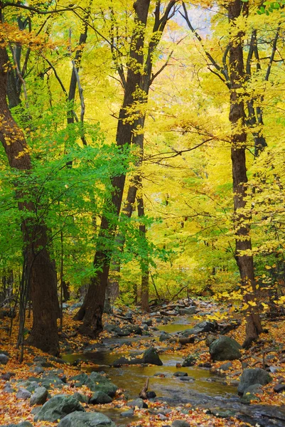 Осенний ручей со скалами и листвой — стоковое фото