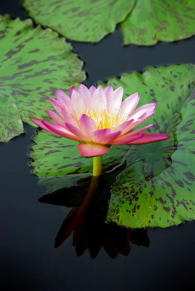 Water lily with reflection — Stock Photo, Image
