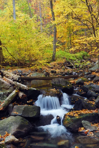 Autumn creek in forest — Stock Photo, Image