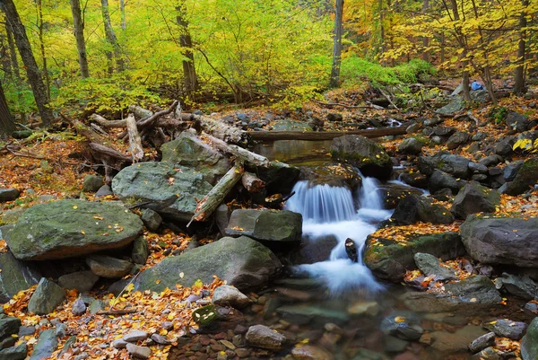 Autumn creek with yellow maple trees — Stock Photo, Image