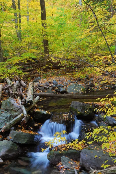 Dere ile sonbahar orman — Stok fotoğraf