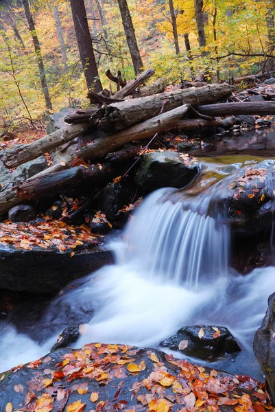 Ruisseau d'automne gros plan dans la forêt — Photo