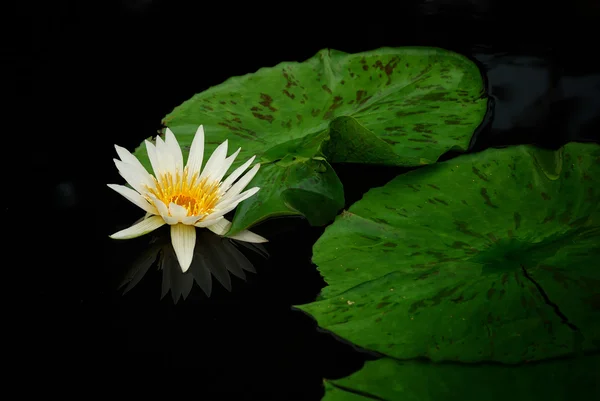 Water lily closeup — Stock Photo, Image