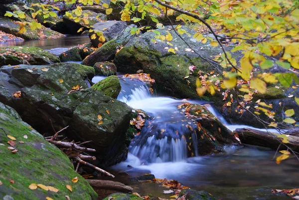 Höstens creek i skogen — Stockfoto