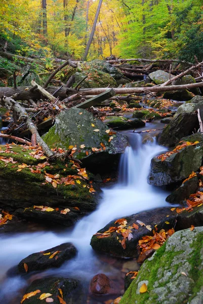 Creek in mountain with Autumn yellow maple trees — Stock Photo, Image