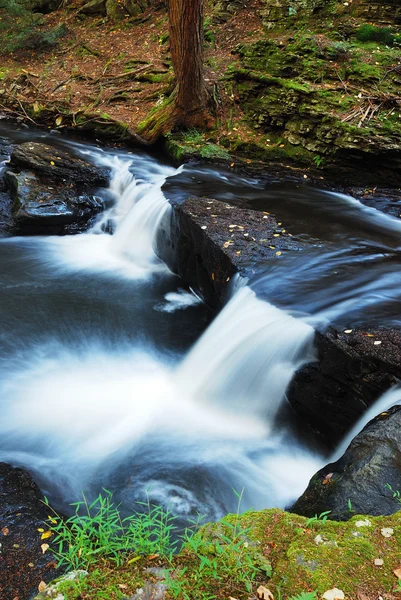 Creek de outono em florestas — Fotografia de Stock