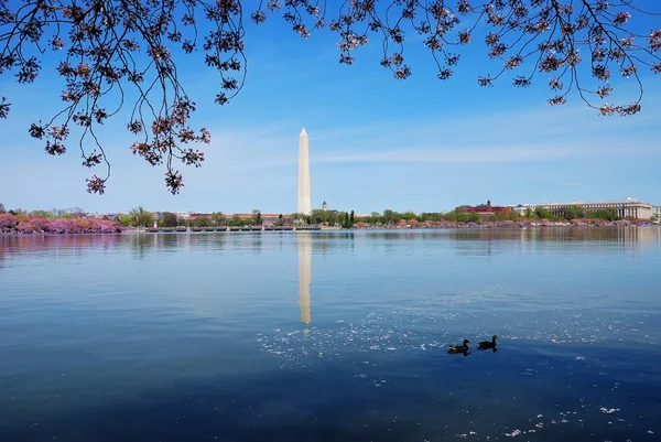 Cherry blossom in Basin lake, Washington DC — Stock Photo, Image