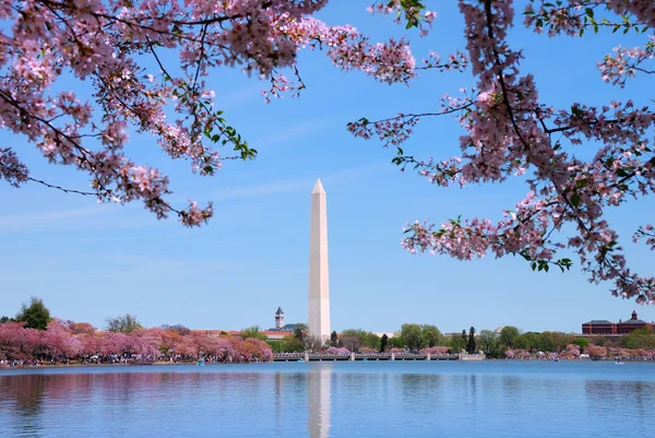 ワシントン記念塔と桜の花、ワシントン dc — ストック写真