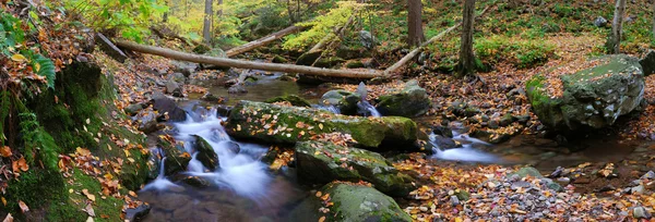 Creek w lesie panorama — Zdjęcie stockowe
