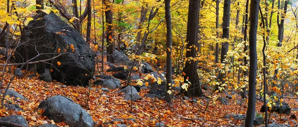Осенняя лесная панорама — стоковое фото