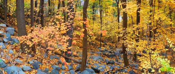 Δάσος φύλλα το φθινόπωρο — Φωτογραφία Αρχείου