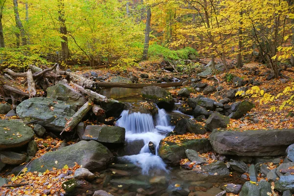 Autumn creek in forest — Stok fotoğraf