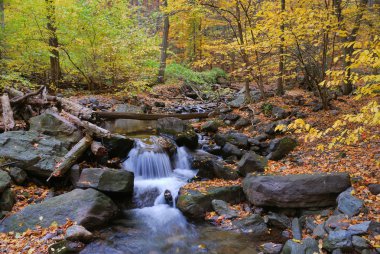 Autumn creek in forest