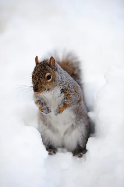Squirrel with snow in winter — Stock Photo, Image